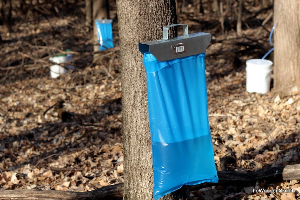 A sap bag hanging off of a maple tree. 