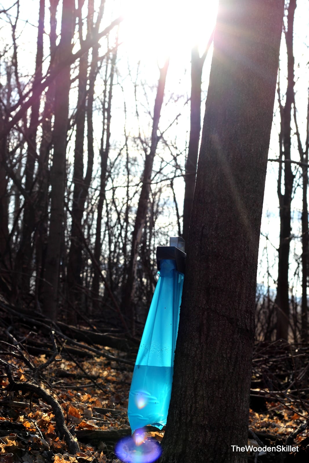 Picture of a maple tree with a sap bag hanging off of it. 