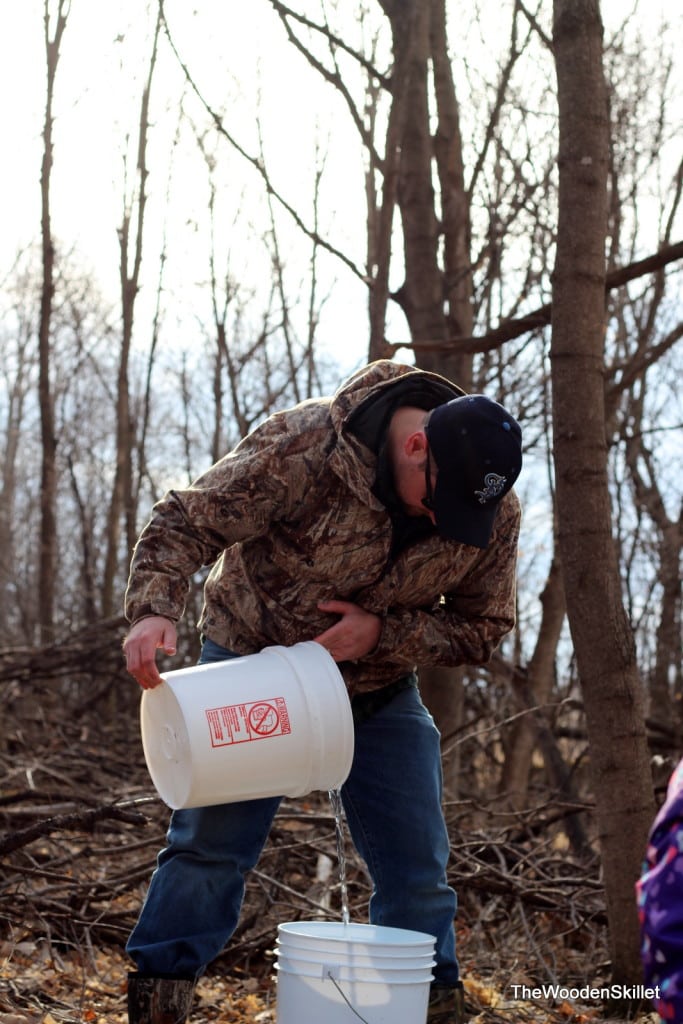 Someone pouring sap into a bucket. 