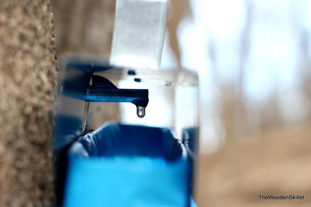 Side angle of the inside of the metal top part of a syrup bag with a drop of sap about to fall. 