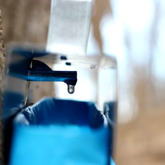 How To Tap Maple Trees The Wooden Skillet