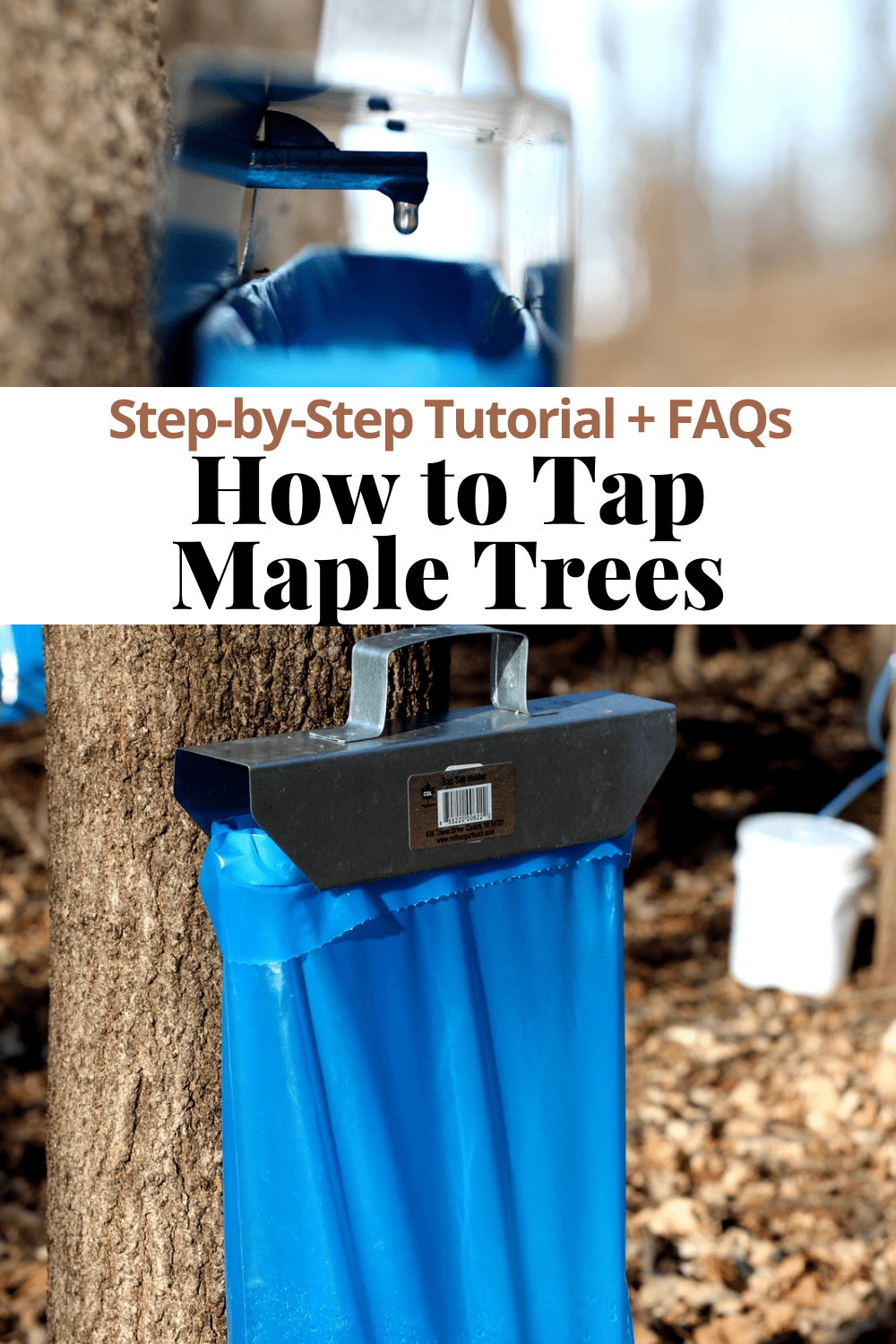 How to Tap Maple Trees - The Wooden Skillet