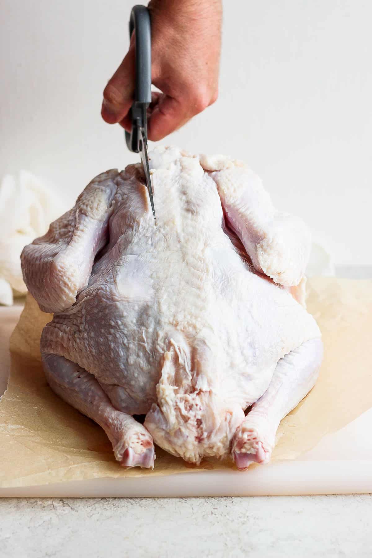 Sharp kitchen shears cutting into a whole turkey near the backbone.