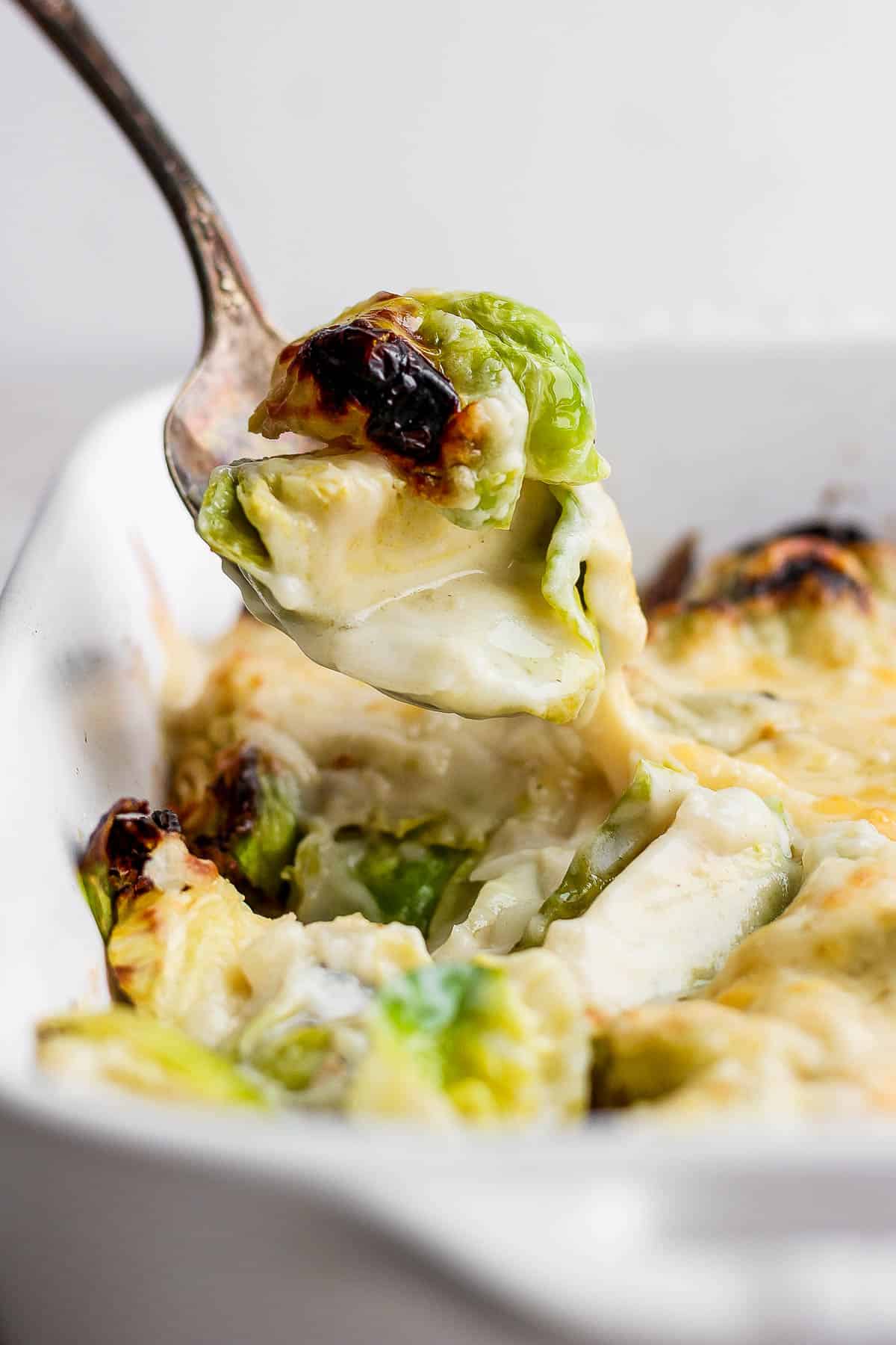 A spoonful of brussels sprouts au gratin pulling away from the casserole dish.