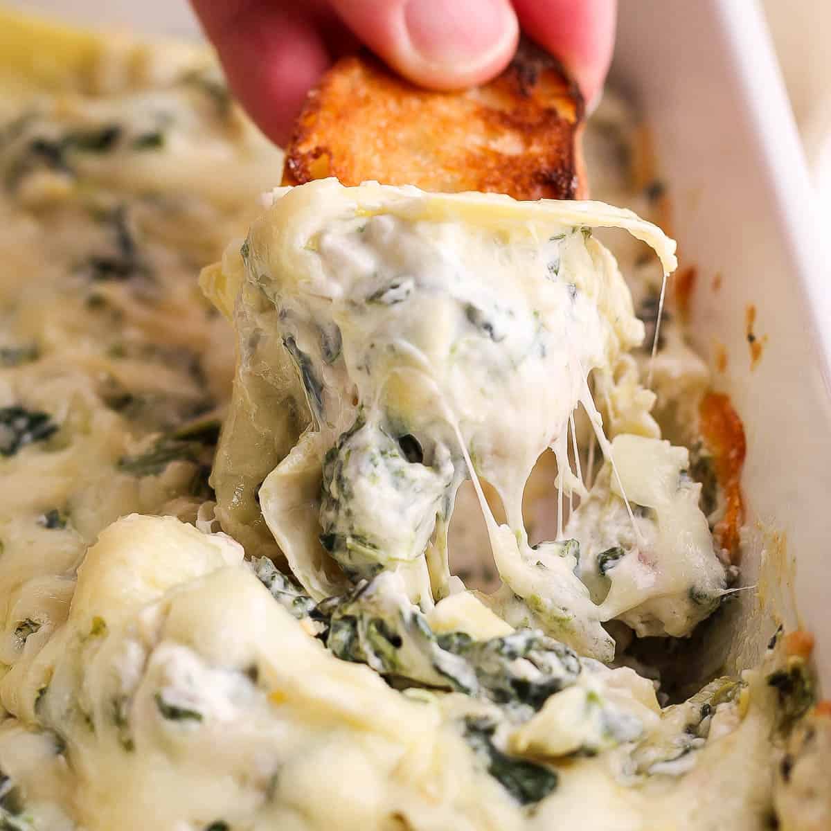 Someone using a piece of crostini to take a dip of spinach artichoke dip out of a baking dish.