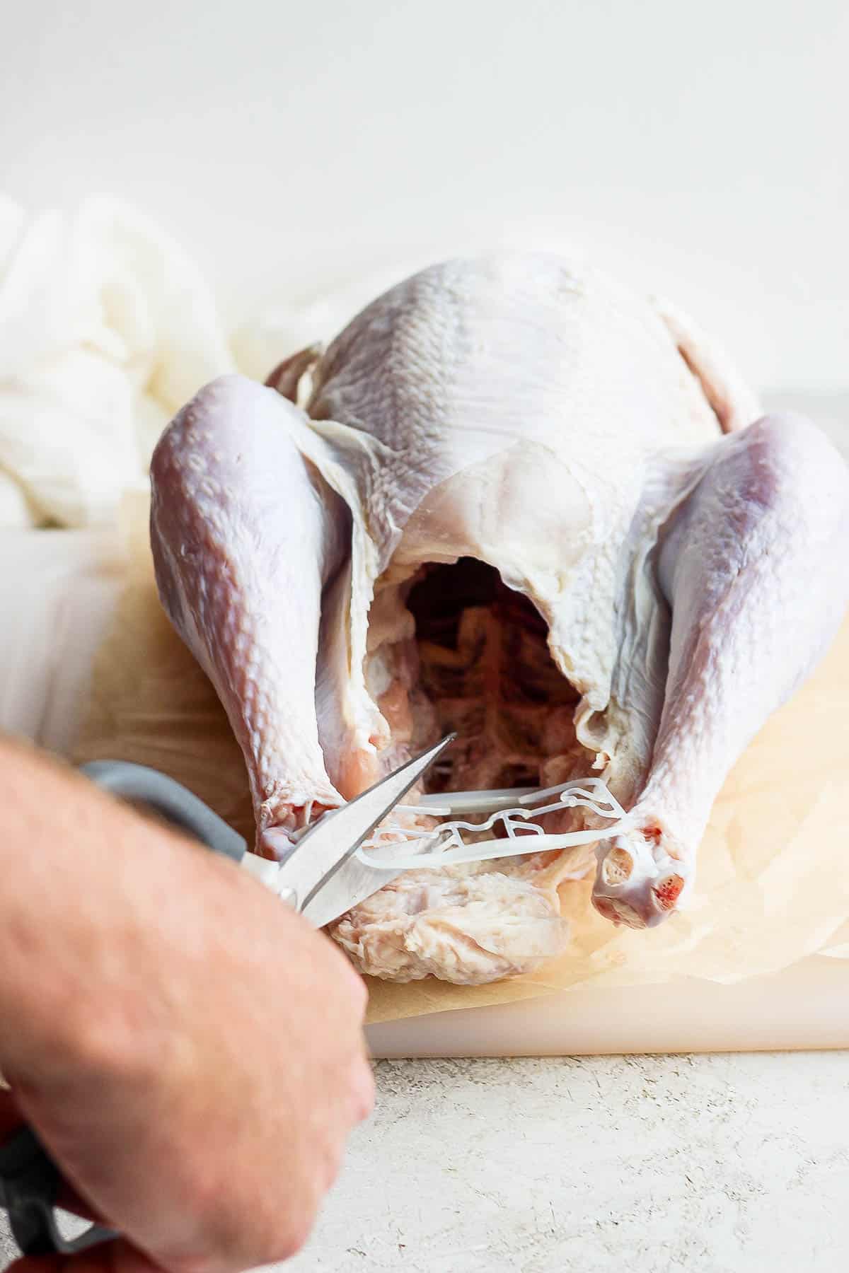Someone cutting the plastic hock lock off of a raw turkey.